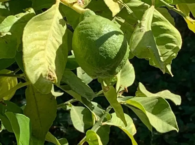 Spectacular Views From In Lapta 빌라 *